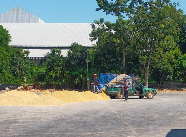 แนะนำแนวทางการขอรับสนับสนุนเงินอุดหนุนและติดตามผลการรวบรวมข้าวเปลือกปีการผลิต 2567/68 ของ สหกรณ์การเกษตรแม่จัน จำกัด ... พารามิเตอร์รูปภาพ 9